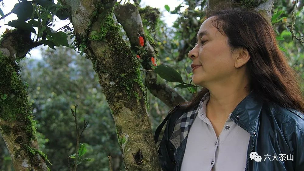 &ldquo;一紙調(diào)令&rdquo;開啟勐海茶廠普洱茶時(shí)代